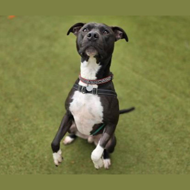 Photo of Guiness