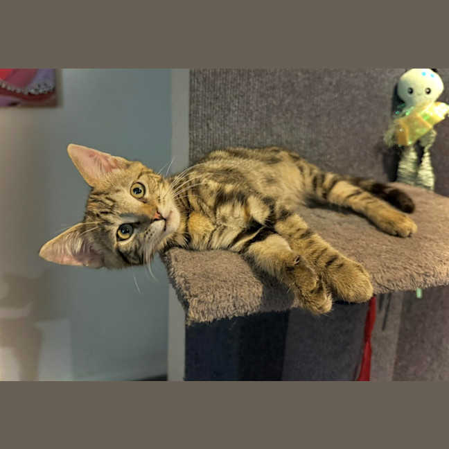 Photo of Queen Cleocatra