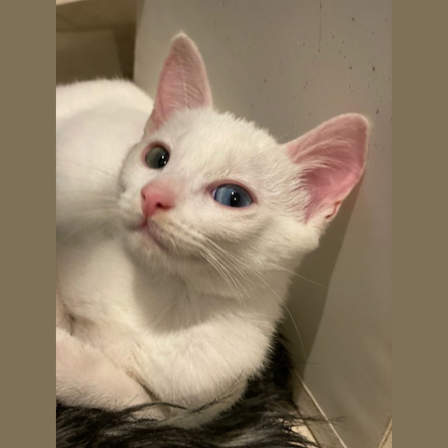 Photo of Peanut Butter