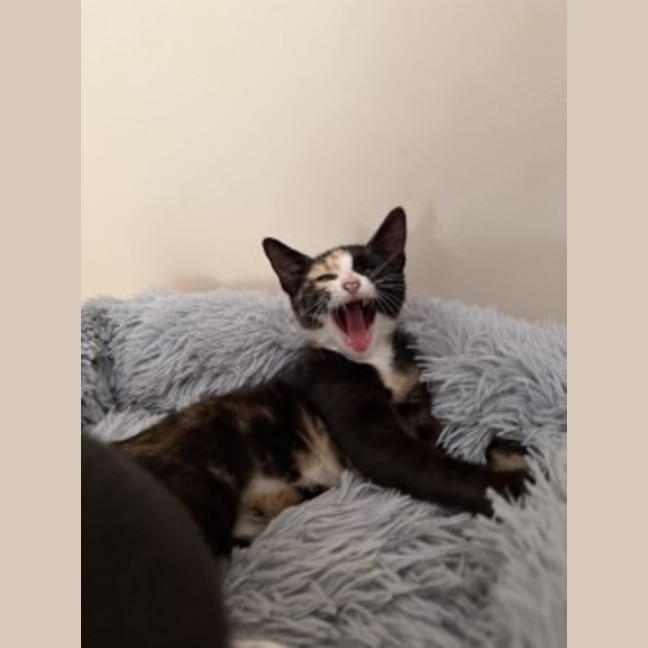 Photo of Artemis
