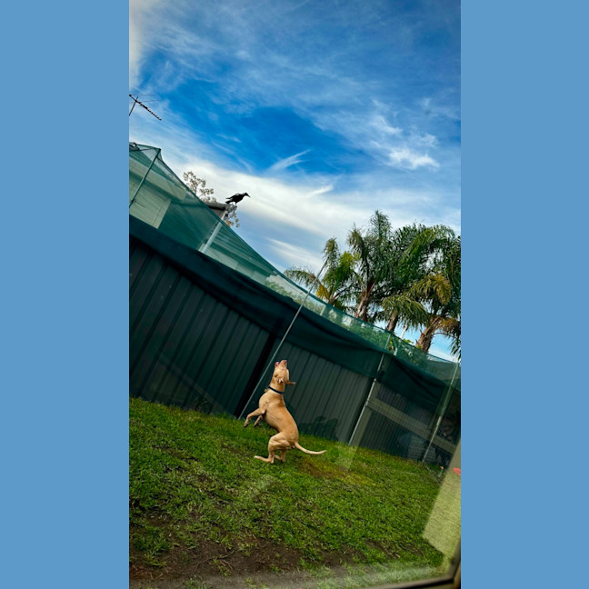 Photo of Fawny