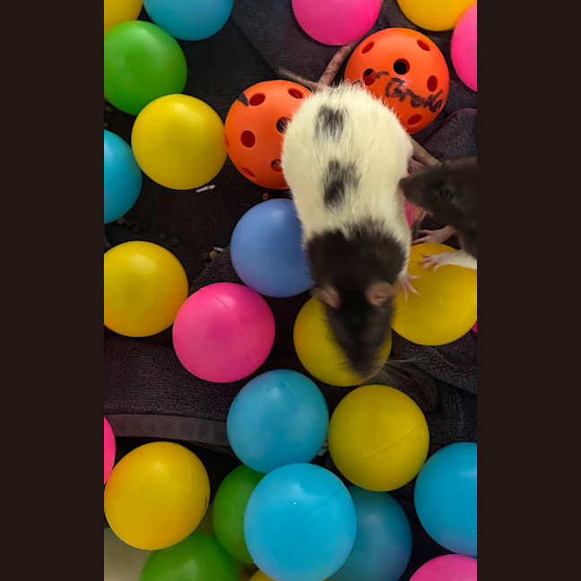 Photo of Cozzie (Bonded With Togs)