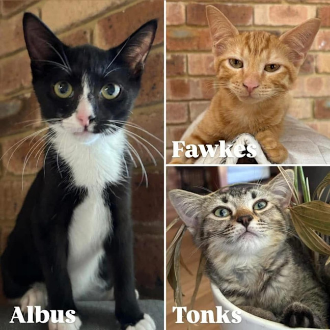 Photo of 11810   Albus