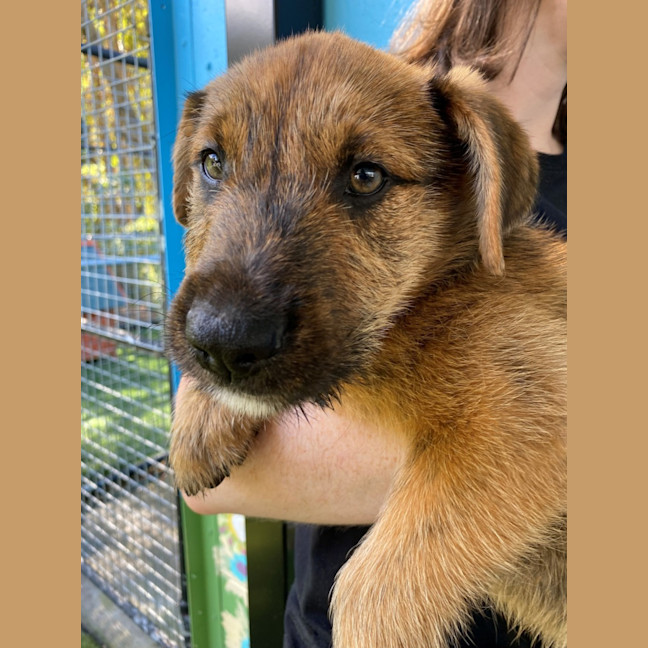 Photo of D1135 Jarred