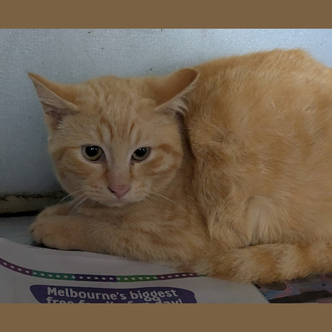 Photo of Pimpernel Pugh