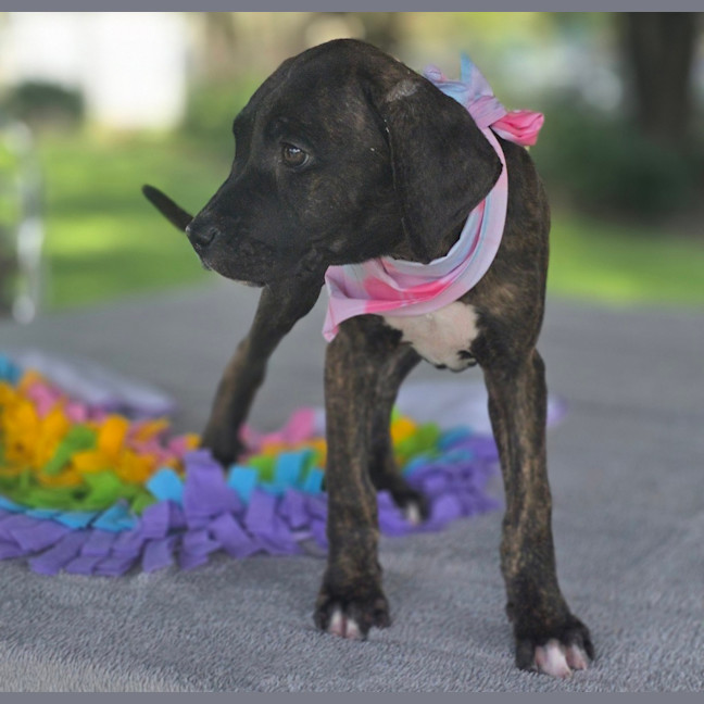 Photo of Shiloh
