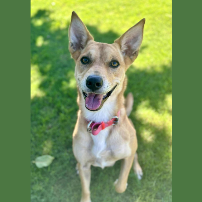 Photo of Frankie