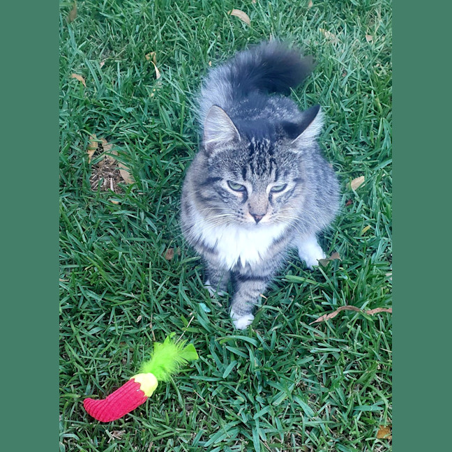 Photo of Rocky
