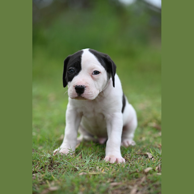 Photo of Obi