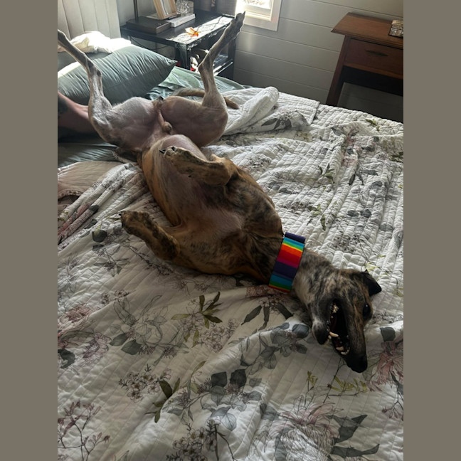 Photo of Sonny, The Greyhound