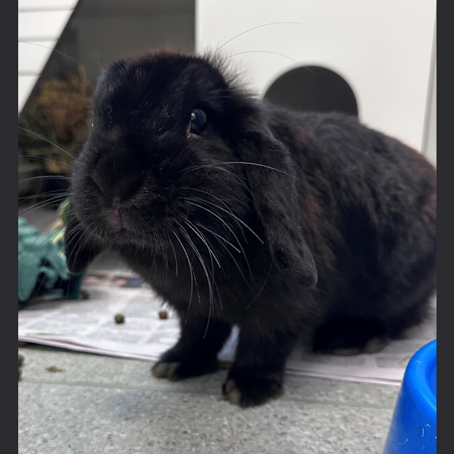 Photo of Sugar 