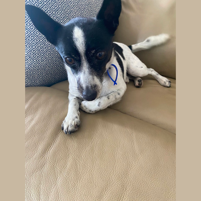 Photo of Trick   10 Year Old Mini Foxy