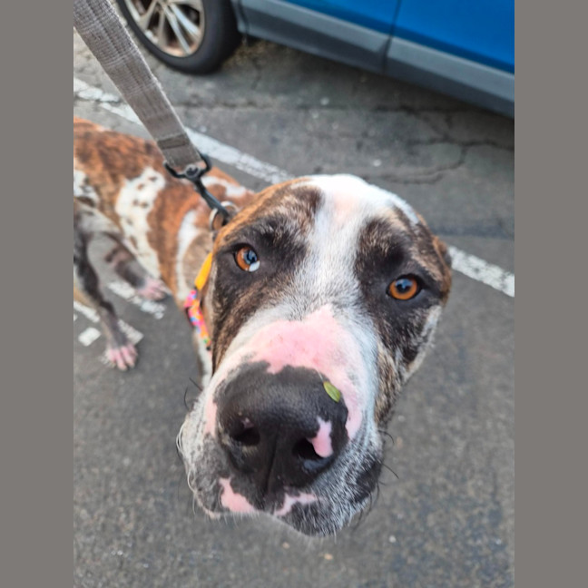 Photo of Hercules