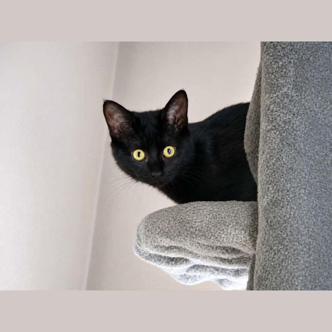 Photo of Dyliana   In Foster Care In Templestowe