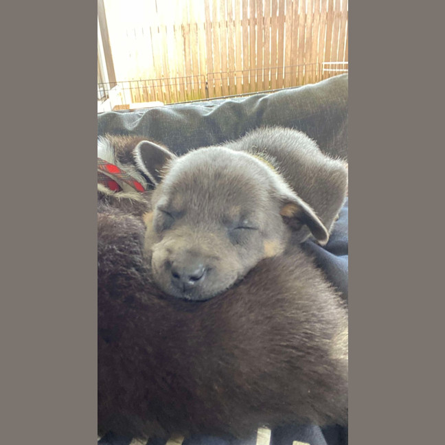 Photo of Pepper   8 Week Old Kelpie X (Trial)