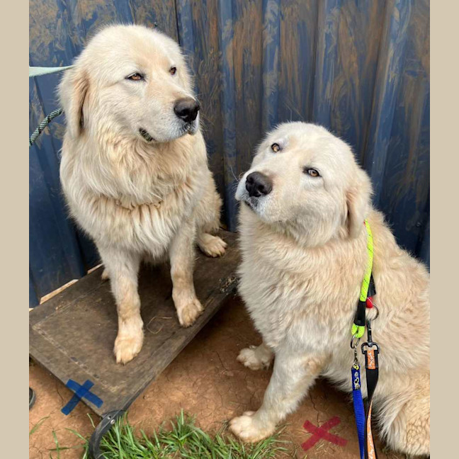 Photo of Luna And Teddy