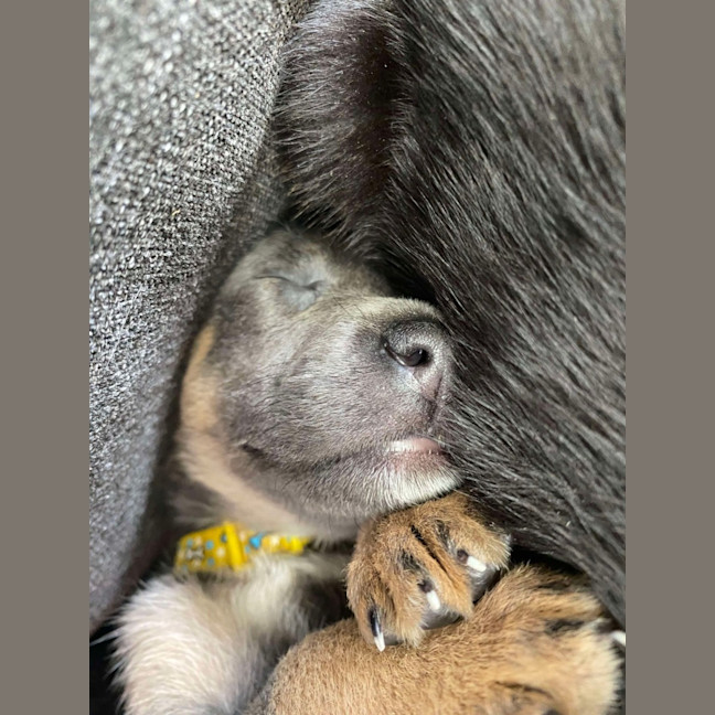 Photo of Pepper   8 Week Old Kelpie X (Trial)