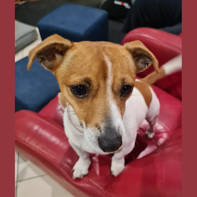 Photo of Skye   4 Year Old Jack Russell Terrier (Trial)
