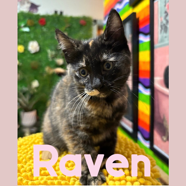Photo of Raven