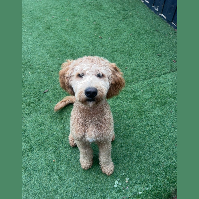 Photo of Milo