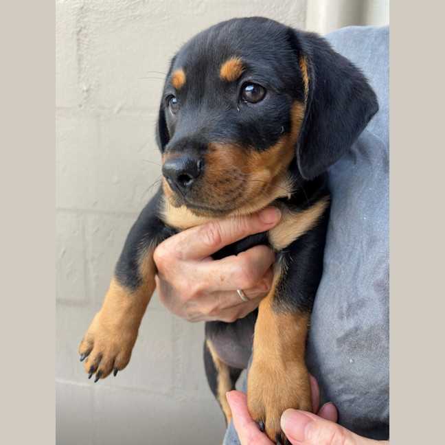 Photo of D1113 Reggie