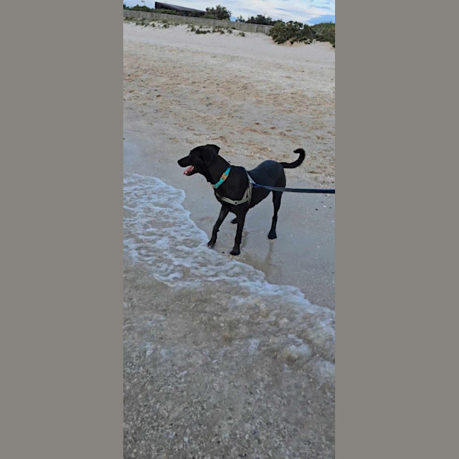 Photo of Baxter 