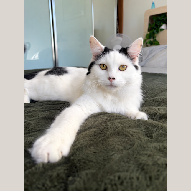 Photo of Meeko