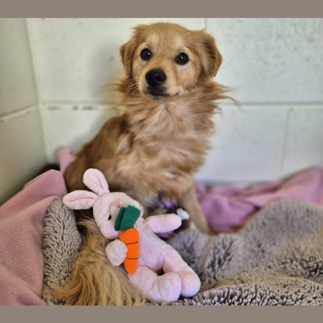 Photo of Scout
