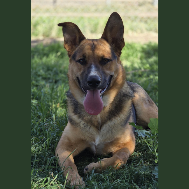 Photo of Cosmo
