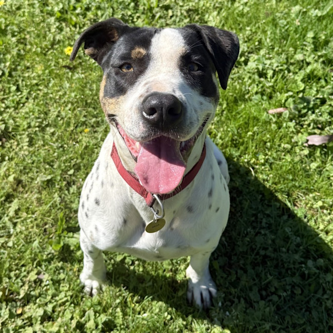 Photo of Patch