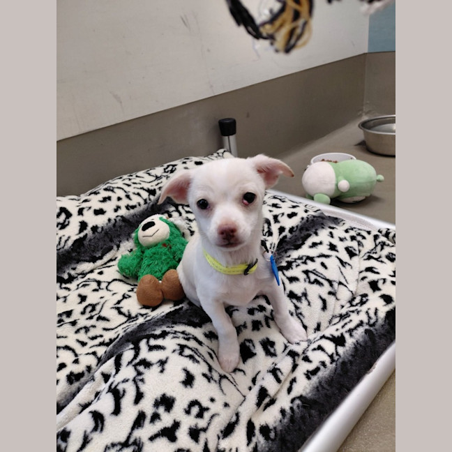 Photo of Dobby