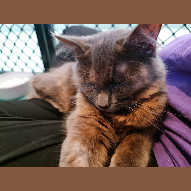Photo of Petunia