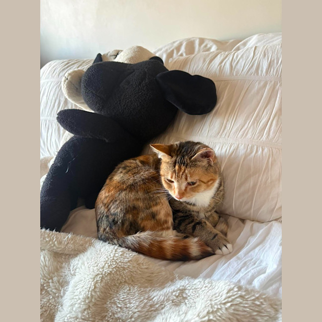 Photo of Juno