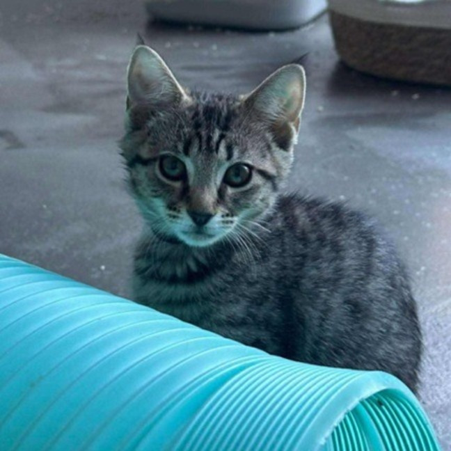 Photo of Waffles