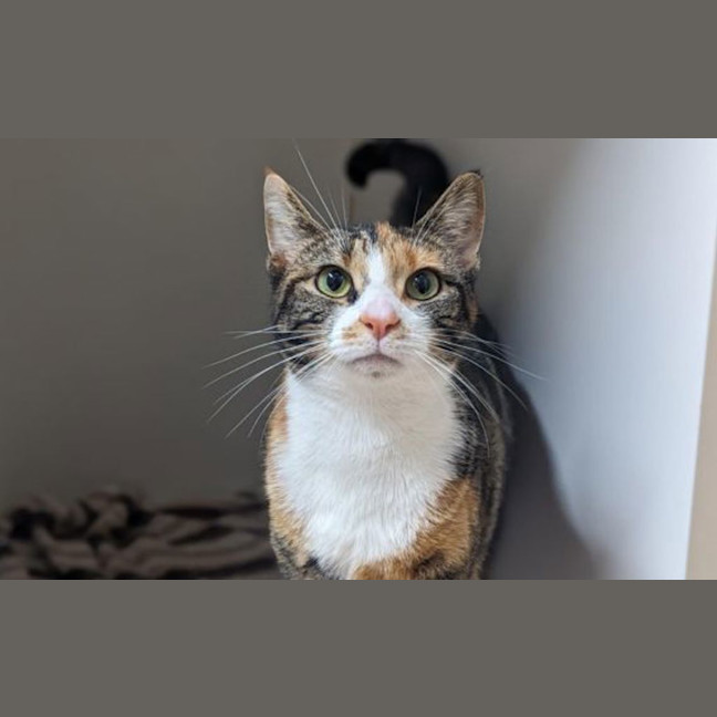 Photo of Tigress