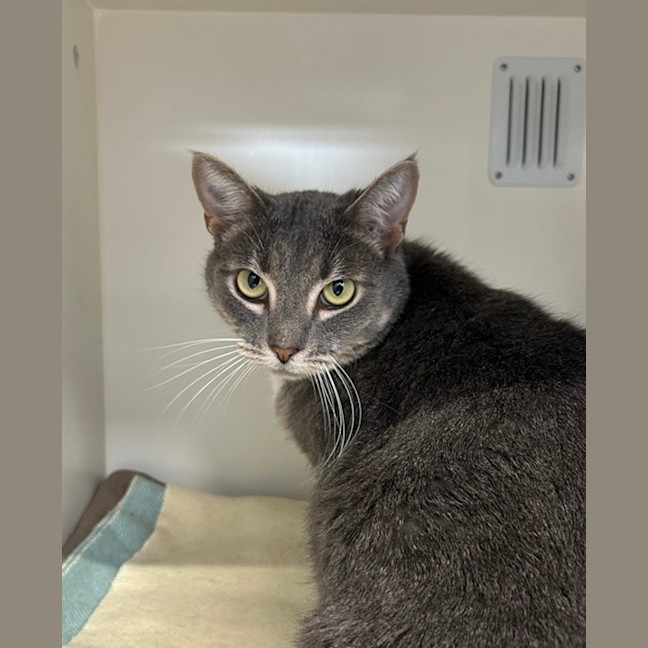 Photo of Lunar (Bonded To Cosmo)