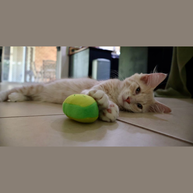 Photo of Marshmallow