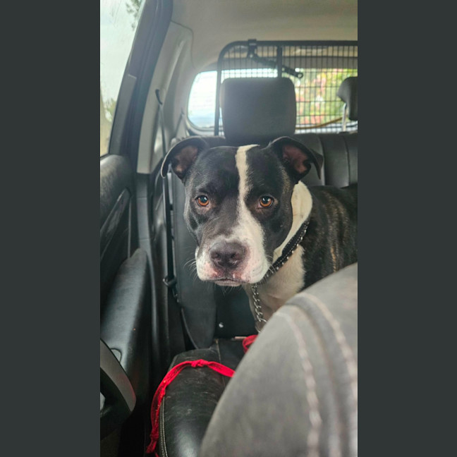 Photo of Cookie