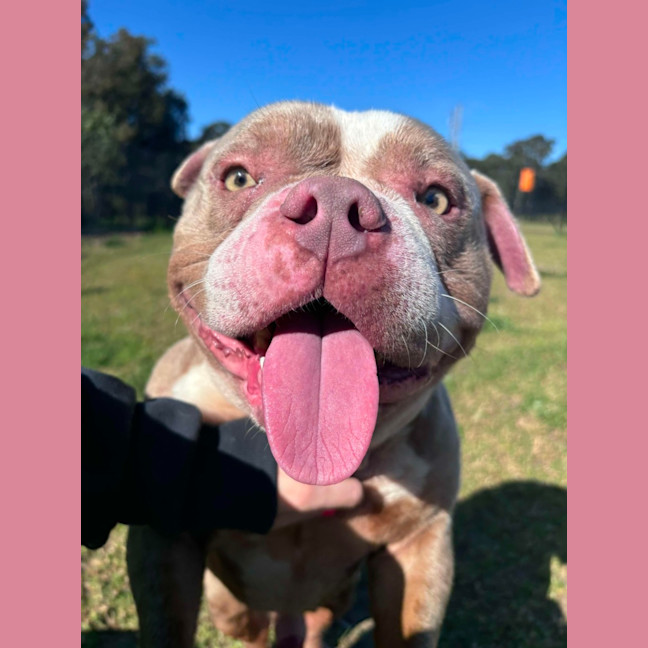 Photo of Potato Imp 1469