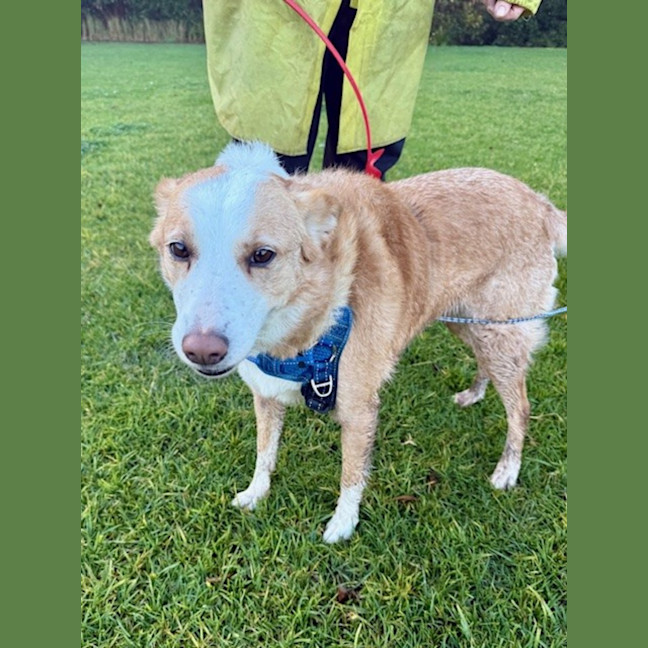 Photo of Chloe   5 Year Old Border Collie