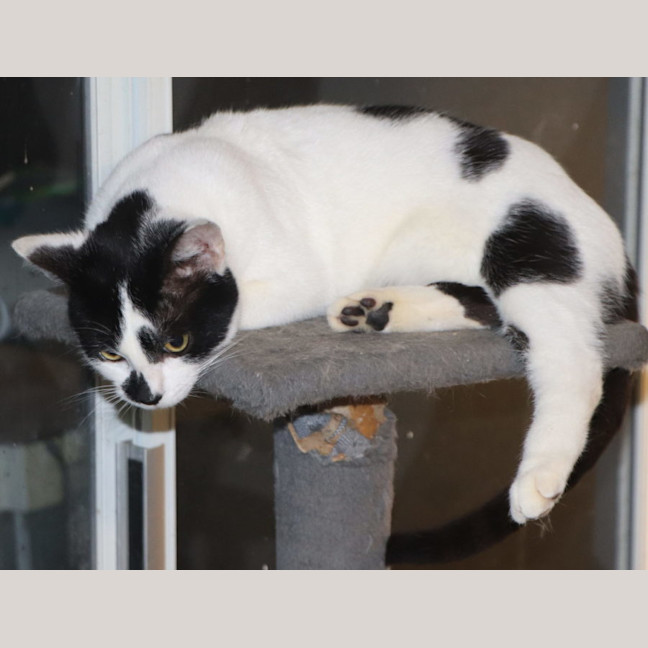 Photo of Panda Now Available At Pet Quarters Broadmeadow 