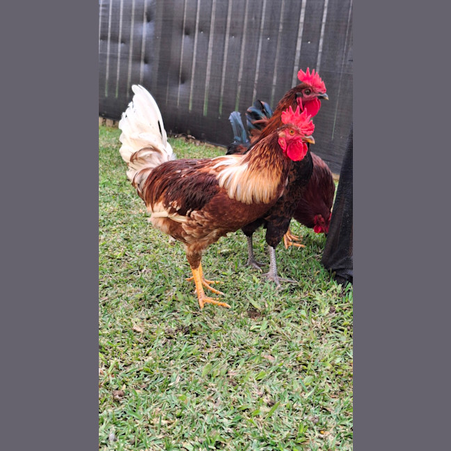 Photo of 4 X Roosters Nibbles  Kentucky  Nugget  Popcorn