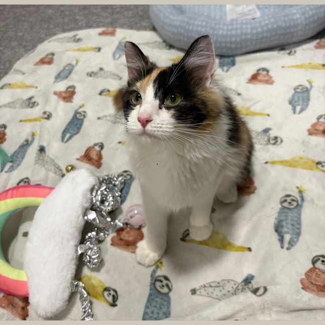 Photo of Callie
