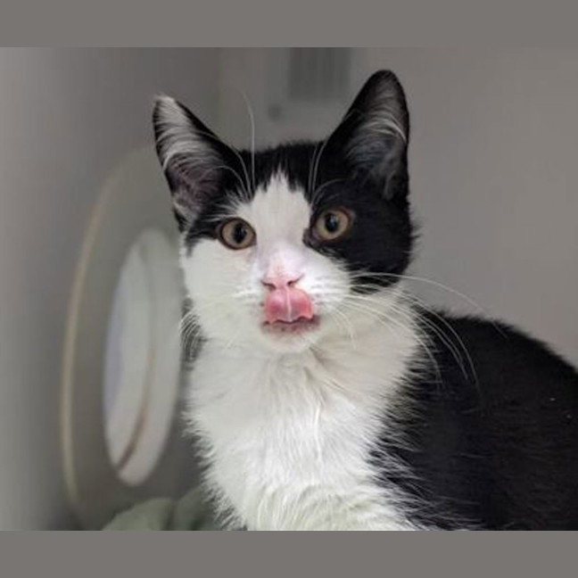 Photo of Mini Kipper