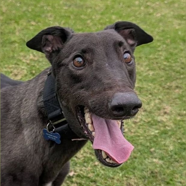 Photo of Earl Grey The Greyhound