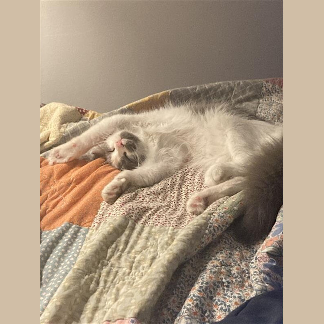 Photo of Jiminy Cricket