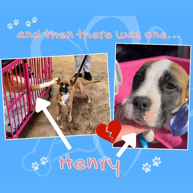 Photo of Lexi's Puppies