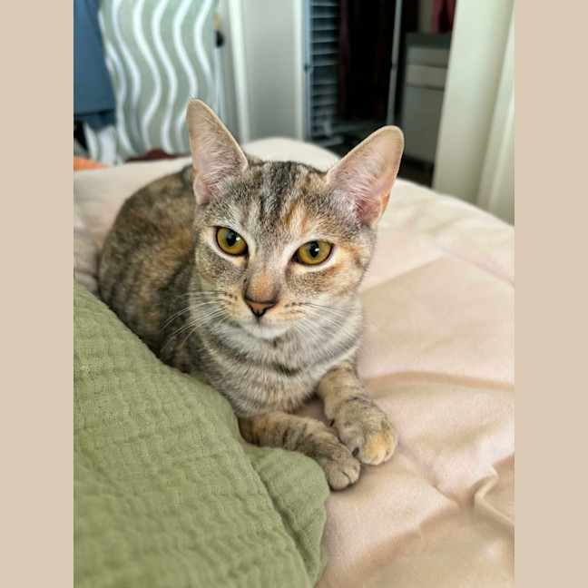 Photo of Talli   In Foster Care In Richmond