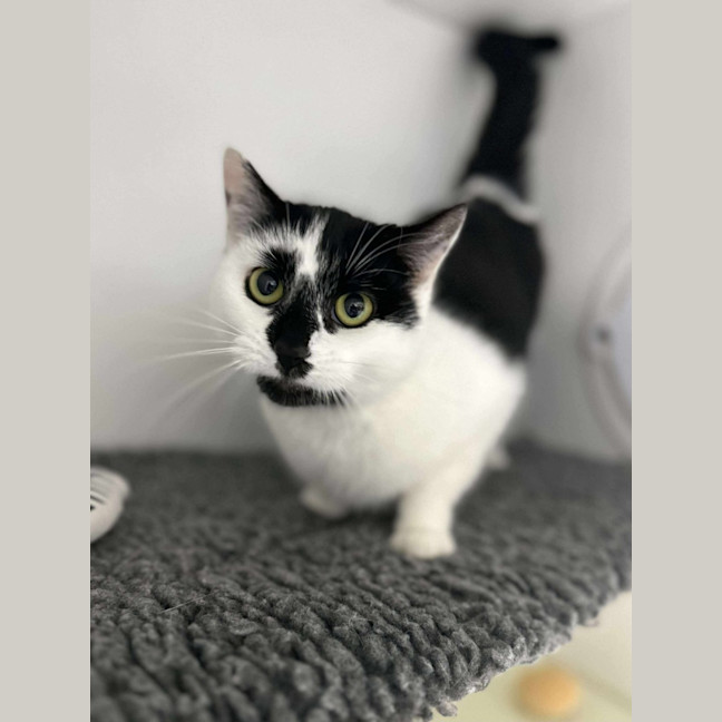 Photo of 🍙 Looshkin 6340 🍙