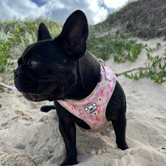 Photo of Effy & Finn  🌷🦴  Assisted Rehome